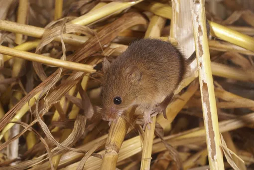 Мульча может стать для мышей и крыс домом и источником питания