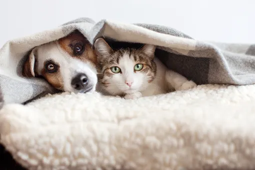 Собака и кошка под одеялом фото