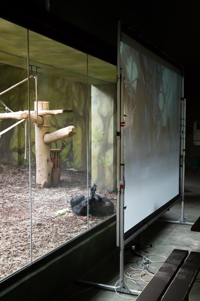 Zoom-свидание для шимпанзе: зоопарк в Чехии заботится о благополучии животных