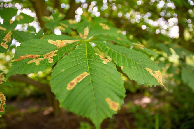 Листья конского каштана покрыты коричневыми пятнами
