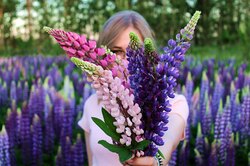6 самых красивых сортов люпинов: разноцветная сказка в вашем цветнике