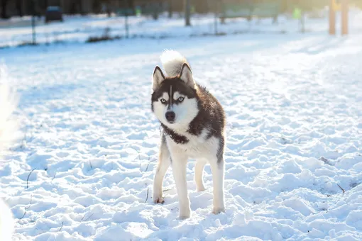 Зимняя прогулка с собакой фото рекомендации кинологов