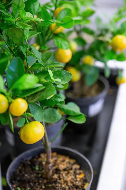 Виды и сорта лимонного дерева