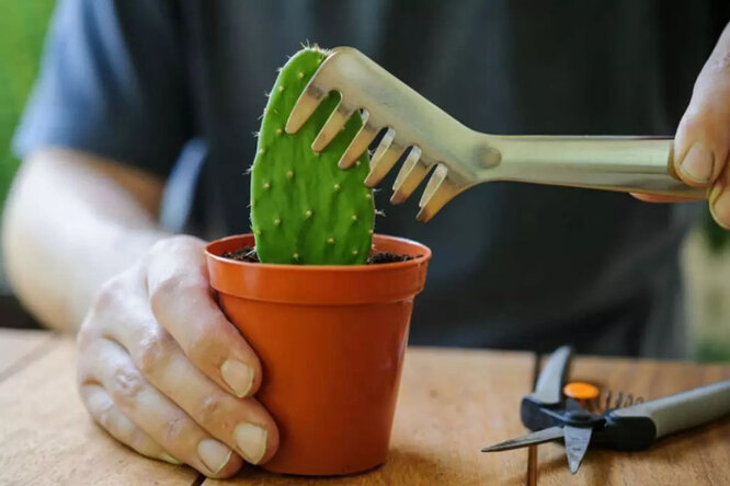 Transplantace Opuntia