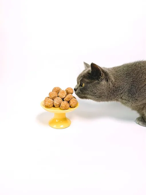 Можно ли кормить кошку со стола