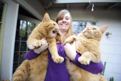 15 суровых и очаровательных котов-гигантов