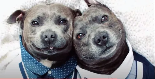Хозяева питбулей уверены: их собаки — диванные подушечки фото