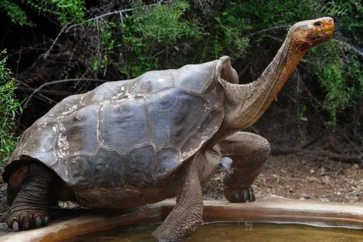 Он спас свой вид! 100-летний самец Диего, ставший отцом 800 черепах, возвращается на свободу