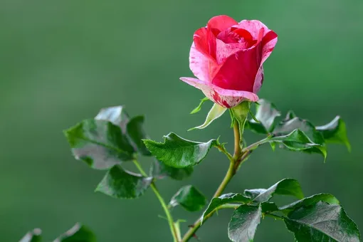 Розы: шрабы, полиантовые, миниатюрные и другие сорта. Как ухаживать, чтобы радовали глаз