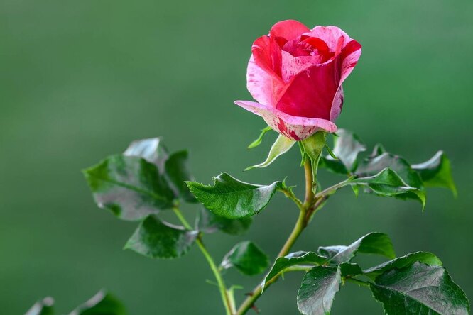 Как вырастить розу из черенка, саженца или букета: посадка, уход