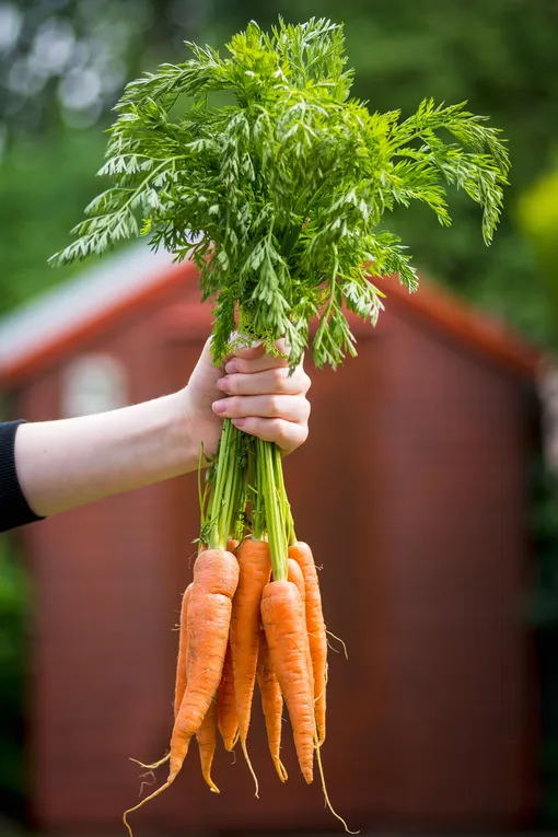 как вырастить ровную и красивую морковь