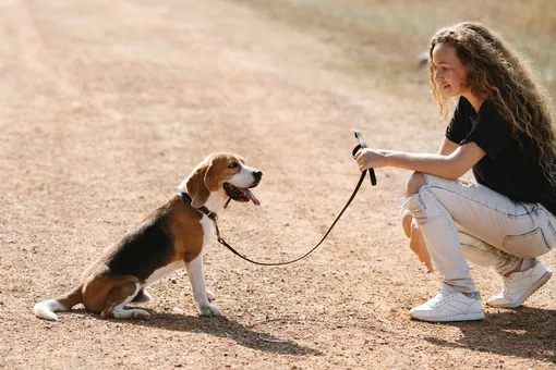 Как отучить собаку тянуть поводок: лайфхаки от профессиональных кинологов