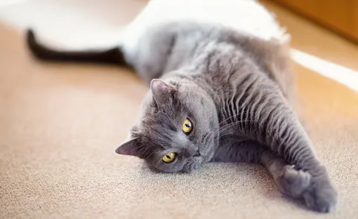 Шутливый гороскоп: какая вы кошка