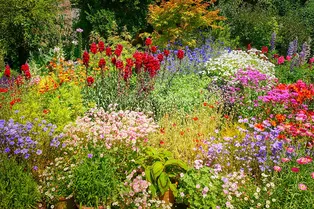 15 ярких цветов, которые можно посеять в мае сразу в грунт