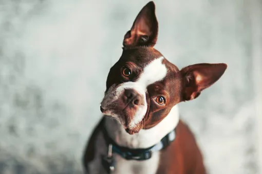 Аллергия у собаки: 7 признаков, которые нужно знать каждому владельцу