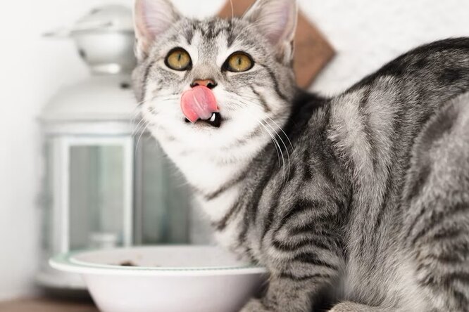 Сколько раз в день кормить кошку: почему кошку нельзя кормить часто?