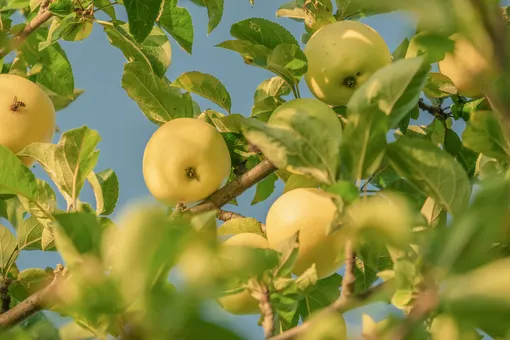 10 советов для более быстрого роста и плодоношения яблони