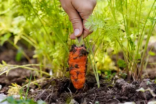 Всё о сроках уборки моркови разных сортов: собираем урожай с умом