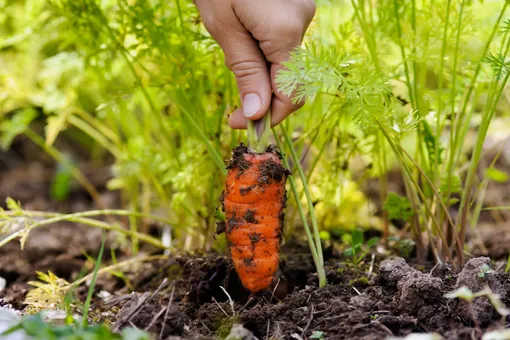Всё о сроках уборки моркови разных сортов: собираем урожай с умом
