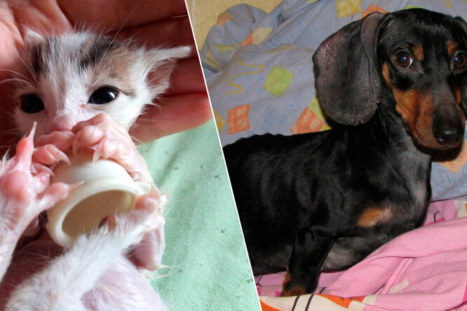 Волшебное преображение: 12 историй собак и кошек, которых подобрали на улице