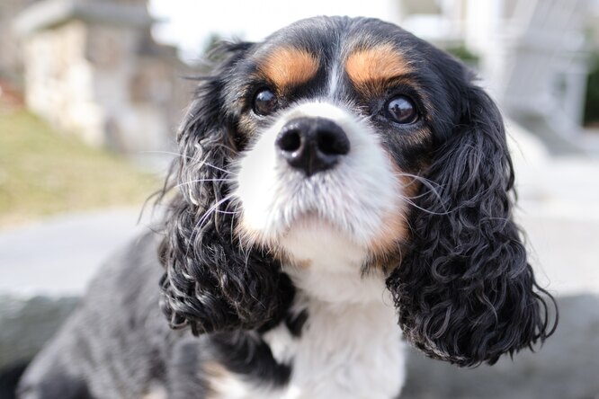Кокер-спаниель, самые умные маленькие породы собак