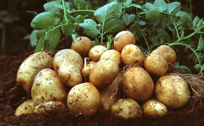 Střední sezóna a středně rané brambory