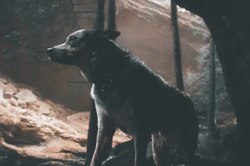 «Стоял грязный и худой»: исследователи пещер случайно нашли пропавшего пса