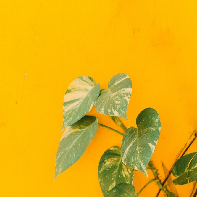 Основные принципы фитодизайна интерьера