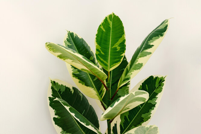 Ficus Teaneck