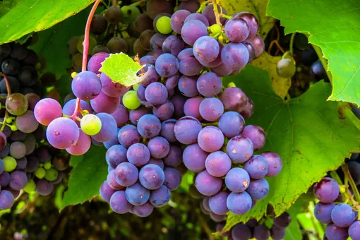 Выбираем ранние сорта винограда для дачи вместе с редакцией «Нового очага»