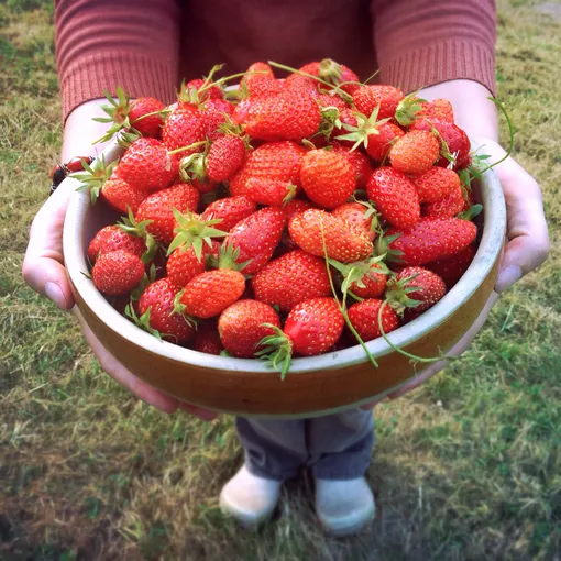 Лучший способ дольше сохранить ягоды свежими — собирать свой урожай клубники немного недозрелым