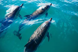 7 удивительных фактов о дельфинах, которые вы не знали