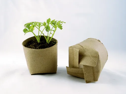 Посев семян в картонные втулки от туалетной бумаги: пошаговая инструкция