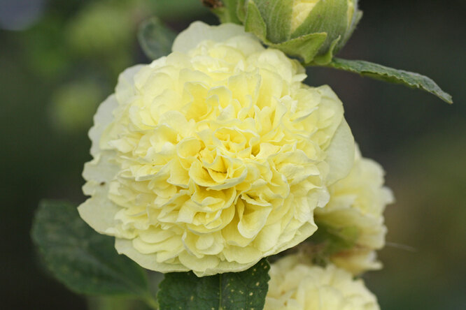 Malva Charters Double Yellow
