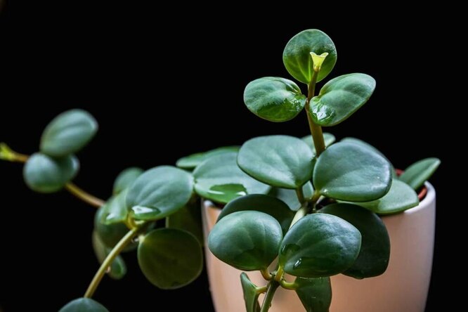Peperomia Hope