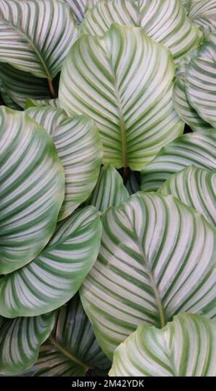 Calathea Orbifolia