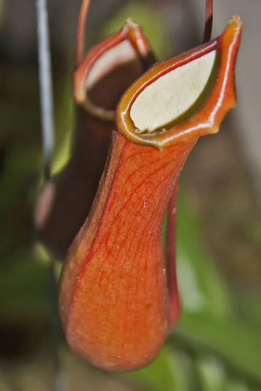 Nepenthes alata (Алата)