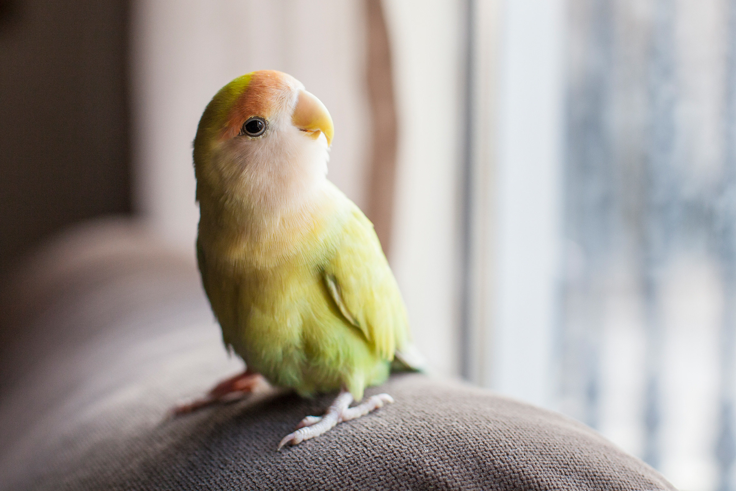 Возможно ли самостоятельно научить попугая говорить, как научить попугая  говорить