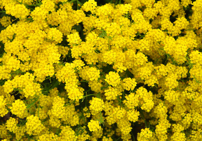 Voňavý žlutý alyssum