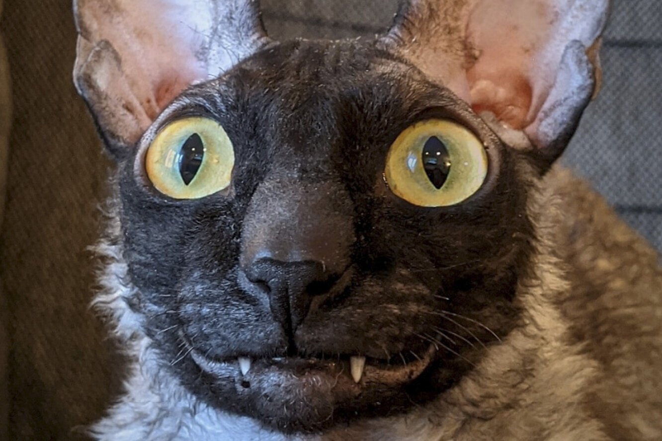 Кошка или демон? Как живет кот, похожий на огромную летучую мышь