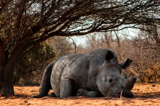 Носорог в Африке