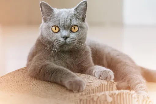 «Я не круглый, я шарообразный»: 9 пород кошек, которые очень легко набирают вес