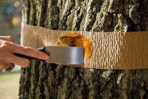 Ловчий пояс и ещё 3 способа защиты деревьев от садовых вредителей