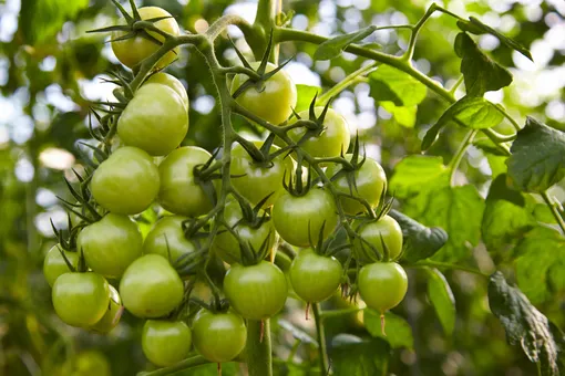 5 причин, почему не краснеют томаты в теплице и открытом грунте