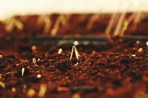 росток пробивается из земли, как правильно проверить семена на всхожесть