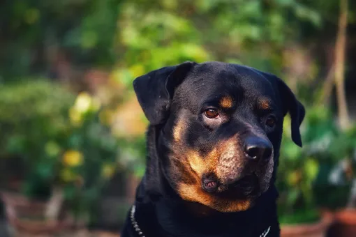 Ротвейлер, 10 самых умных пород собак в мире