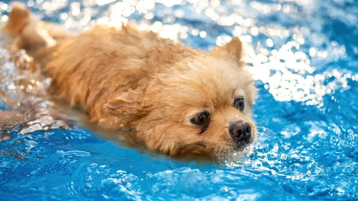 Собака плавает в бассейне