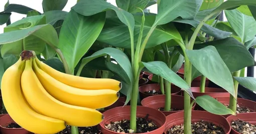 Уход за бананом в домашних условиях