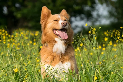 Осторожно, цветы! Как помочь собаке с аллергией на пыльцу