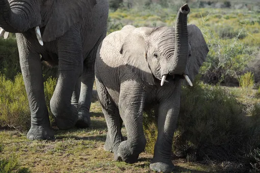 Слоненок провалился в 8-метровый колодец, но жители нашли способ его спасти